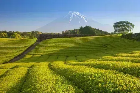 Mount Fuji Tea fields