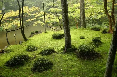 Jardin de mousse du temple Saihō-ji, près de Kyōto (Patrimoine mondial de l'UNESCO).