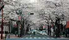 Japanese road under the Sakura