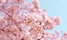 branch of pink cherry blossoms 