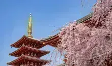Sakura au sanctuaire Senso-ji à Tokyo