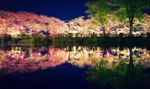 Illuminated cherry blossoms at night