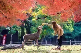 Nara Sika deers are sacred, and protected as National Treasures.