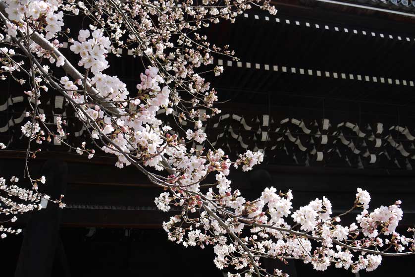 Chionin cherry blossom hanami, Kyoto.
