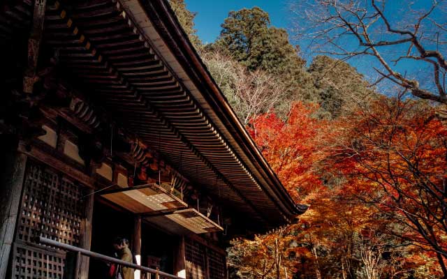 Fall leaves atMuroji Temple, Nara.