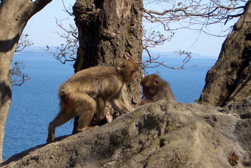 Takasaki Monkey Park, Beppu, Oita Prefecture.