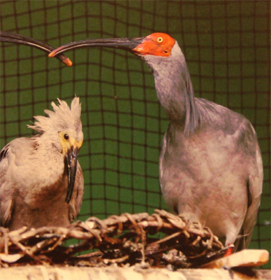 Japanese Crested Ibis.