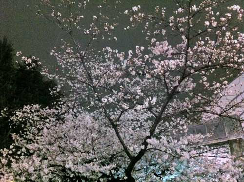 Yozakura means night blossom in Japanese.
