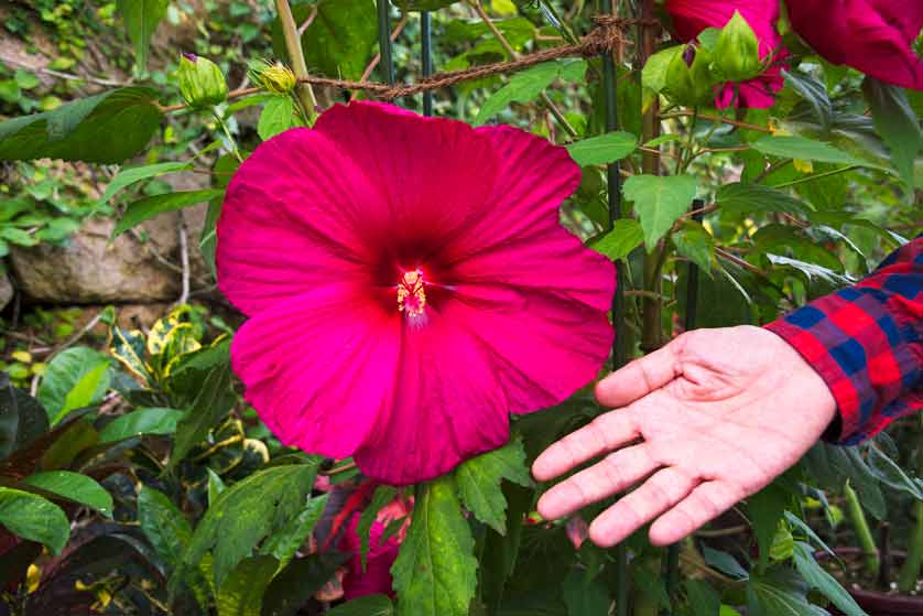 Giant hibiscus, Tottori Prefectural Flower Park.