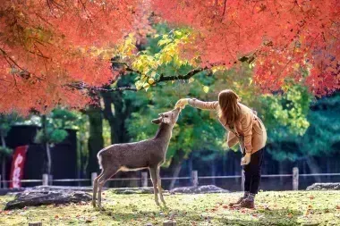 Let's feed natural deers in Nara Park!