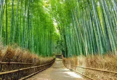 Arashiyama Sagano Bamboo Forest 