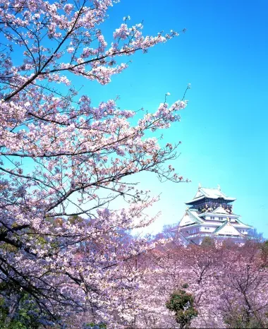 The cherry blossoms in the park of Osaka Castle
