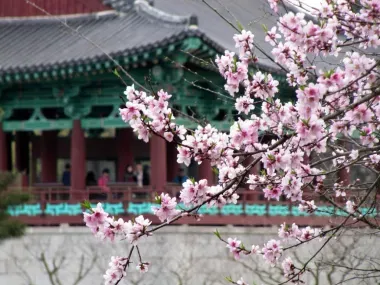 Des cerisiers en Corée du Sud