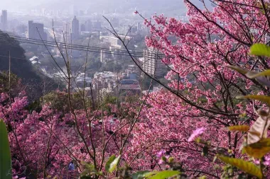 Des cerisiers à Taiwan
