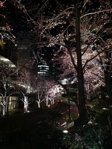 Cette année Tokyo Midtwon devient une place de choix pour admirer les cerisiers à Roppongi