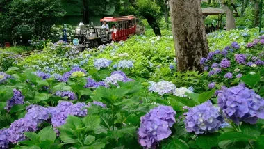 Le parc Toshimaen prend des couleurs en juin