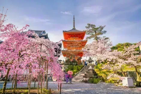 Tempio di Kiyomizu dera a Kyoto durante la fioritura dei ciliegi - sakura