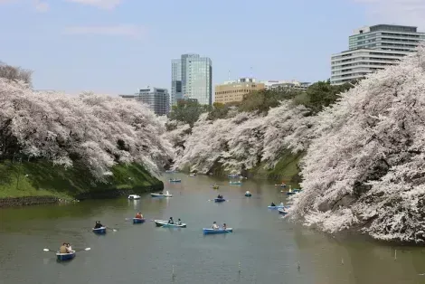Cherry blossom (sakura) in Tokyo