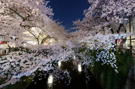 Fiore di ciliegio "Sakura" a Meguro, Tokyo