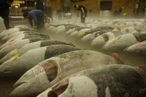 Situé à Roppongi, le marché de Tsukiji est le plus grand marché aux poissons du monde.