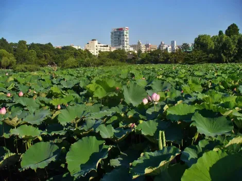 The pond Shinobazu iconic Ueno Park and its giant lotus whose petals cover the entire extent.