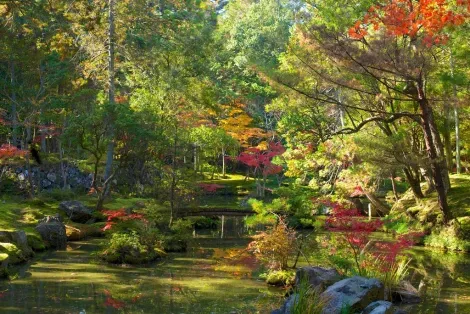 Moss garden Saihoji (Kyoto).