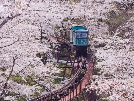 The sakura tunnel at Funaoka Park, Miyagi Prefecture.