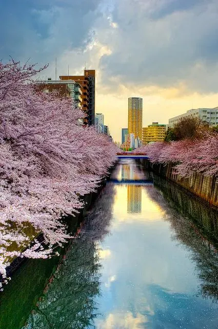 Cherry blossoms of the Meguro River in Tokyo
