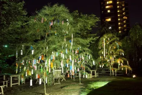 Tanabata 2