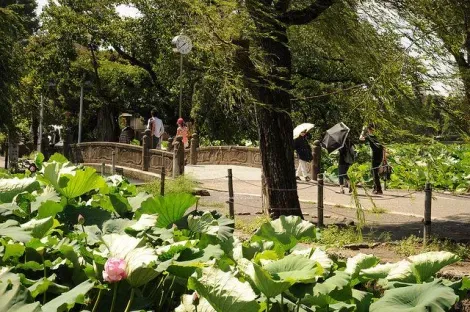 L'étang d'Ueno et ses lotus