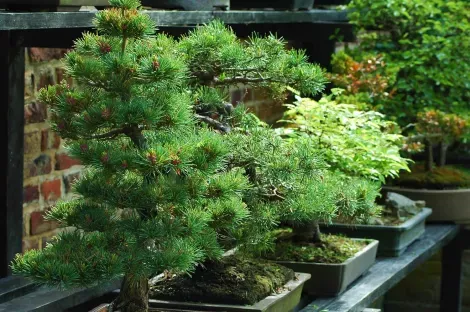 Japanese bonsai 