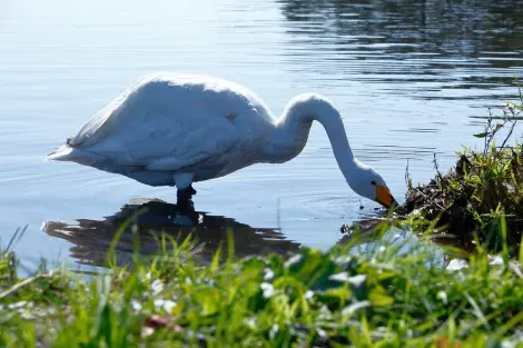 Among the species that frequent the banks, swans are numerous!