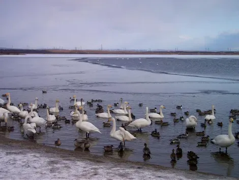 Every day more than 1000 birds come to stop at the lake during migration