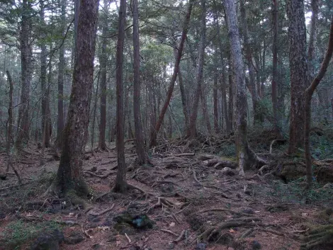 forêt d'Aokigahara