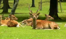 Ciervos del parque de Nara.