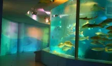 Aquarium de Miyajima