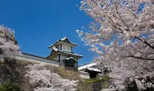 Los cerezos en flor en el parque del Castillo de Kanazawa.