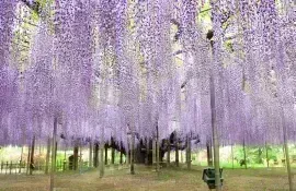 Belle glycine japonaise en pleine floraison, parc d'Ashikaga, Japon