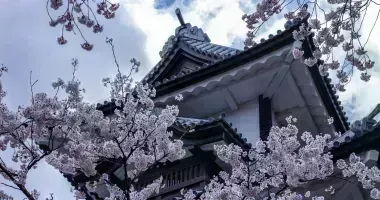 Cherry Blossom in front of Kanazawa Castle