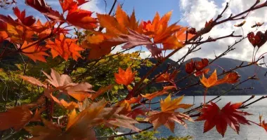 Glowing autumn leaves on Lake Chuzenji, Nikko.