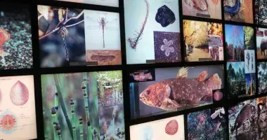 Japan Visitor - geology-museum-20195.jpg
