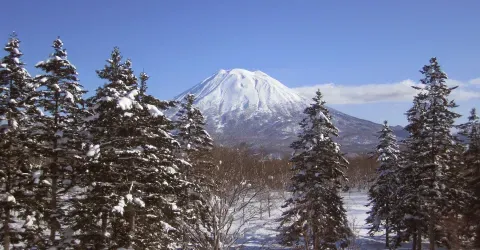 Trees covered in snow in front of Mt Yotei