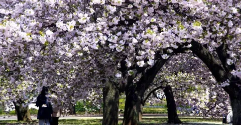 Au printemps, les 1 500 cerisiers du jardin de Shinjuku se parent de millions de pétales de cerisiers.