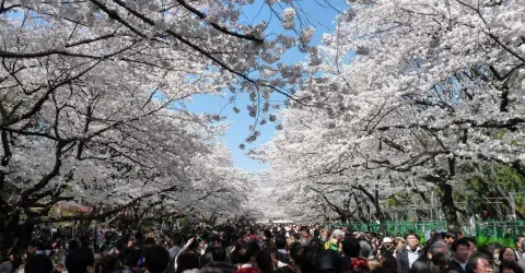 Le parc d'Ueno au printemps 