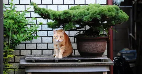 Bonsai and cat 