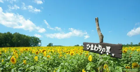 Les tournesols sont les fleurs de l'été au Japon