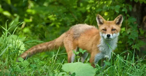 A fox from Hokkaido