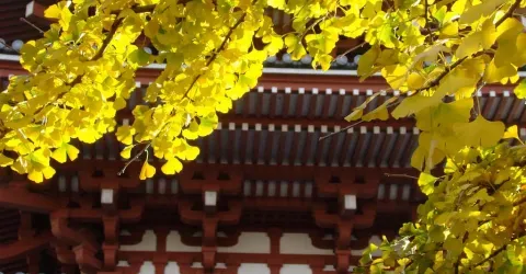 Ginkgo are often seen outside Japanese shrines