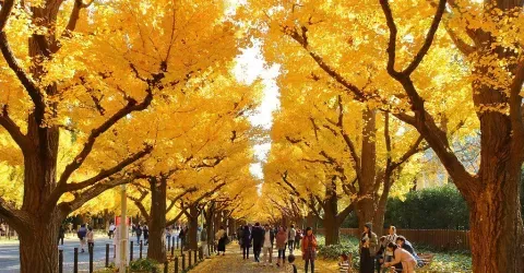 A path of ginkgo trees in Meiji Jingu Gaien