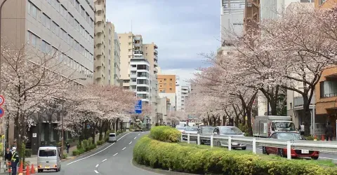 Cerisiers en fleurs à Hiroo